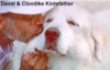 Clondike Kintsfather (lymphosarcoma 2/8/01) was quite a celebrity- A rescue dog who made it through 3 full remissions. She was 'MISS MAY' for the new Sierra Pacific Great Pyrenees Club's 2000 calendar and was voted 1998 Hero of the Year by the Tails on Wheels Dog Therapy Group. 