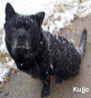 Kujjo was my strength and security, not to mention my best friend says Armand Brun. He was a Psychiatric Service Dog. When he was diagnosed with Cancer May 20th 2002, his x-rays revealed over 40 small tumors.