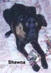 18mo.old Shawna was just a pup when cancer hit fast and fatally. Her on earth guardian angel Melissa (14yrs. old) showed remarkable strength and courage as she stayed with Shawna when she crossed the bridge 10/26/00. We are sure Shawna is now Melissa's guardian angel.