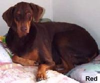 Red (Lymphoma) Lived in Oxnard, CA near Santa Barbara with his Mom Martha and Dad Jim.