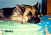 Beautiful, smart and very very sweet girl Bessy (4/12/1990 - 1/10/2001) had a kidney carcinoma back in 1998 , and one of her kidney was removed.
Our vet said only 6-8 months max for her to live. Well she proved them wrong! She was fine and healthy for OVER 2 1/2 years! Unfortunately, her other kidney gave up and she died from kidney failure in January 2001. She was a real cancer survivor, and a symbol that VETS CAN OFTEN BE WRONG! Love is the strongest medicine.