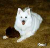 Kathy's dear Remi lost his fight with Bladder Cancer 6/20/98. He forever lives in her heart. 