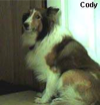 Cody (Sarcoma) was rescued in Oklahoma. He found a wonderful new home in Texas with his new family who miss him very much who built a web page in tribute to him.